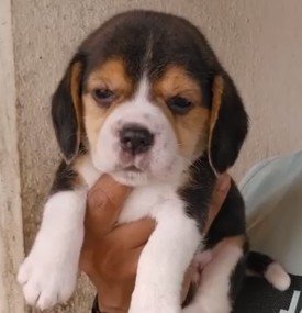 Order Female Beagle Puppy from Goa